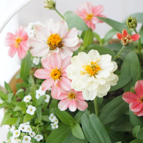 母の日にも♪ 寄せ植え　花■大人可愛いバスケット 母の日ギフト2024】フラワーバスケット(寄せ鉢)Lサイズ | 橋本種苗園