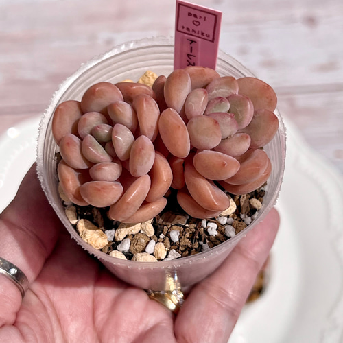 多肉植物　トーレス　韓国苗 多肉植物 トーレス 韓国苗 多肉植物 pariʚ❤︎ɞtaniku