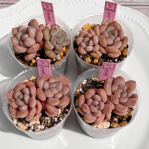 多肉植物　トーレス　韓国苗 多肉植物 トーレス 韓国苗