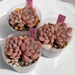 2025 New✨多肉植物 ソングフォーユー 韓国苗 多肉植物