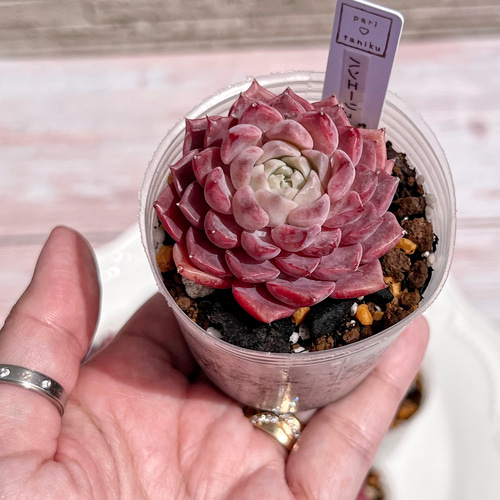 多肉植物 ハンエーリューム 韓国苗 多肉植物 pariʚ