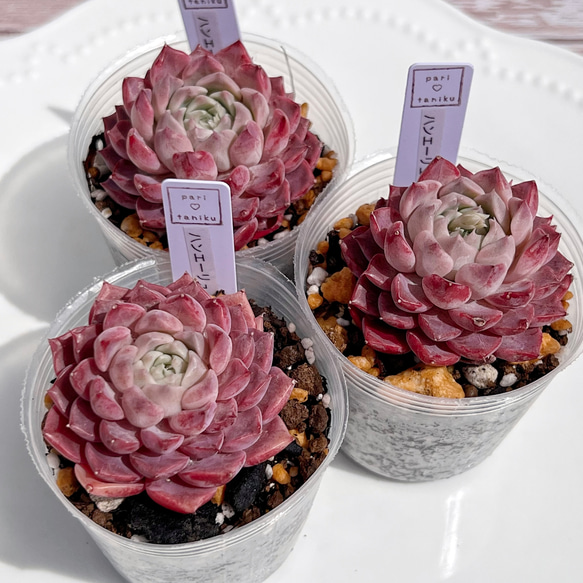 多肉植物 ハンエーリューム 韓国苗 多肉植物 pariʚ