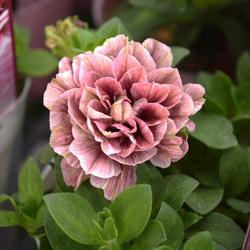 ペチュニア「パープルベイングリーンエッジ」 花苗 花 苗 ガーデニング