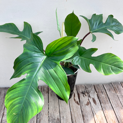 フィロデンドロン＊スクアミフェルム＊鉢カバー付き＊観葉植物