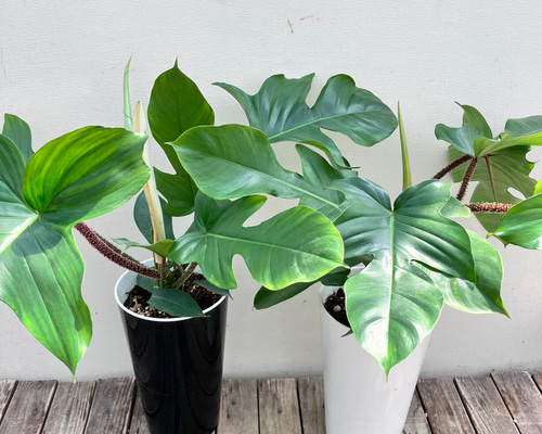 フィロデンドロン＊スクアミフェルム＊鉢カバー付き＊観葉植物