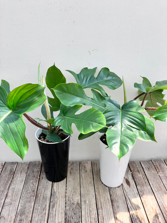 フィロデンドロン＊スクアミフェルム＊鉢カバー付き＊観葉植物