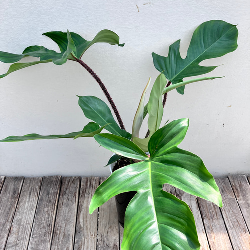 フィロデンドロン＊スクアミフェルム＊鉢カバー付き＊観葉植物