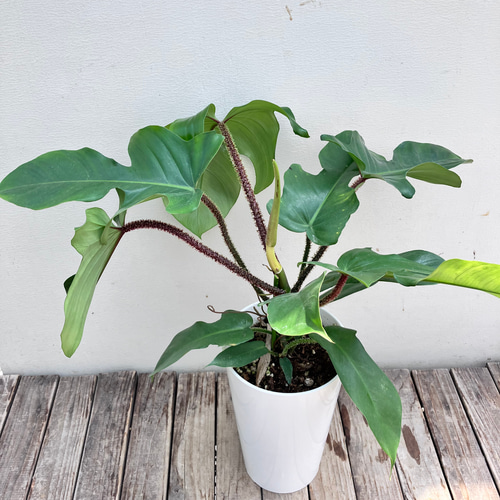 フィロデンドロン＊スクアミフェルム＊鉢カバー付き＊観葉植物
