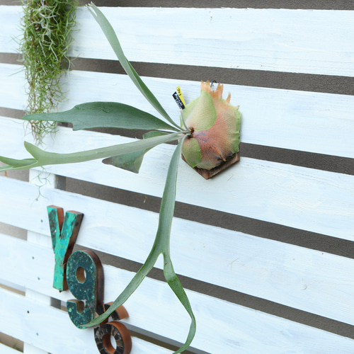 大きめ【P. veitchii cv Lemoinei】ビカクシダ ビーチー ベイチー