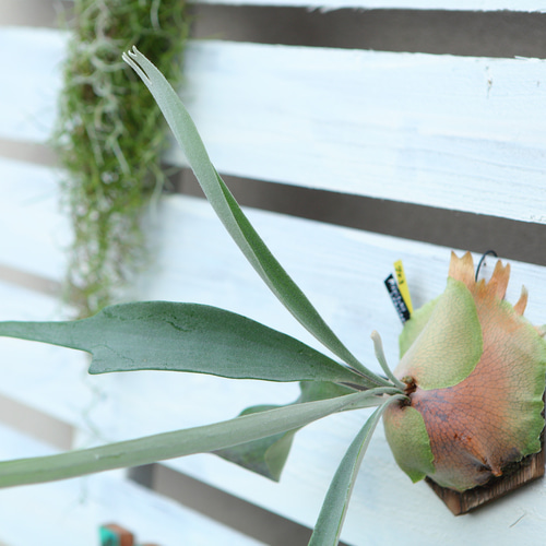 P. veitchii cv Lemoinei　ベイチー　レモイネイ P.veitchii 'Lemoinei' ベイチー レモイネイ ビカクシダ子株