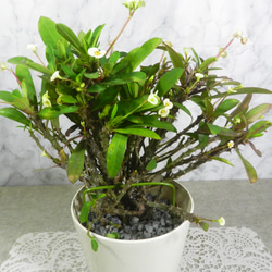 ☆ENGEI ichioki☆黒松・文人木・中品盆栽☆形良好・見応え充分な一品