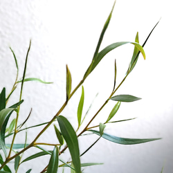●数量限定●　※樹形厳選　希少　レモンの香り　”レモンティーツリー　鉢/受皿セット”　観葉植物　ハーブ　虫除け 4枚目の画像