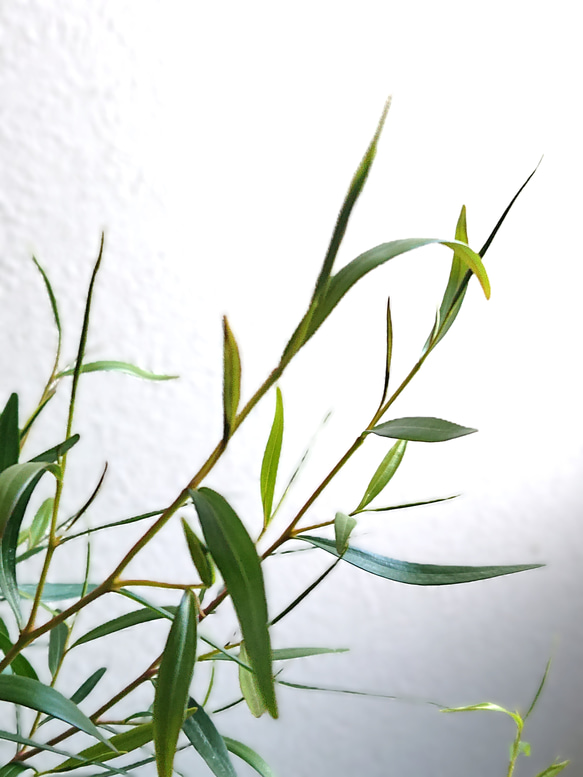 ●数量限定●　※樹形厳選　希少　レモンの香り　”レモンティーツリー　鉢/受皿セット”　観葉植物　ハーブ　虫除け 4枚目の画像