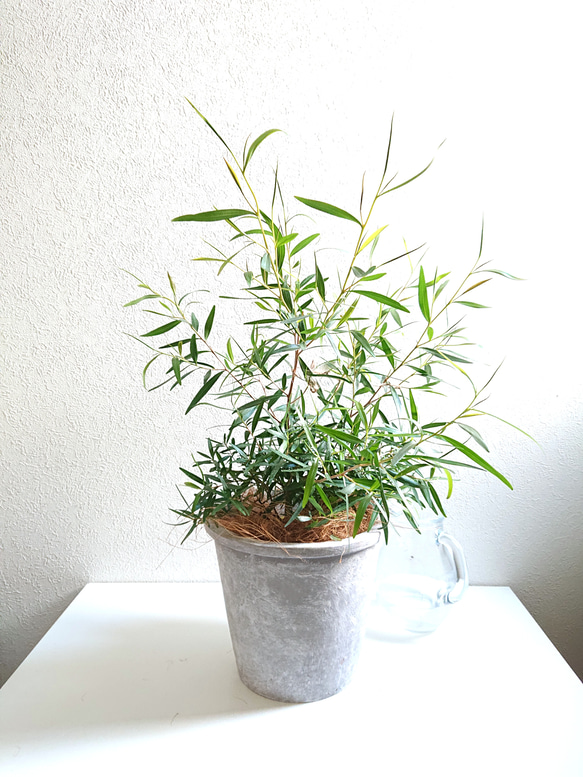●数量限定●　※樹形厳選　希少　レモンの香り　”レモンティーツリー　鉢/受皿セット”　観葉植物　ハーブ　虫除け 1枚目の画像