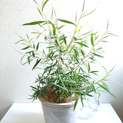 ●数量限定●　※樹形厳選　希少　レモンの香り　”レモンティーツリー　鉢/受皿セット”　観葉植物　ハーブ　虫除け 2枚目の画像