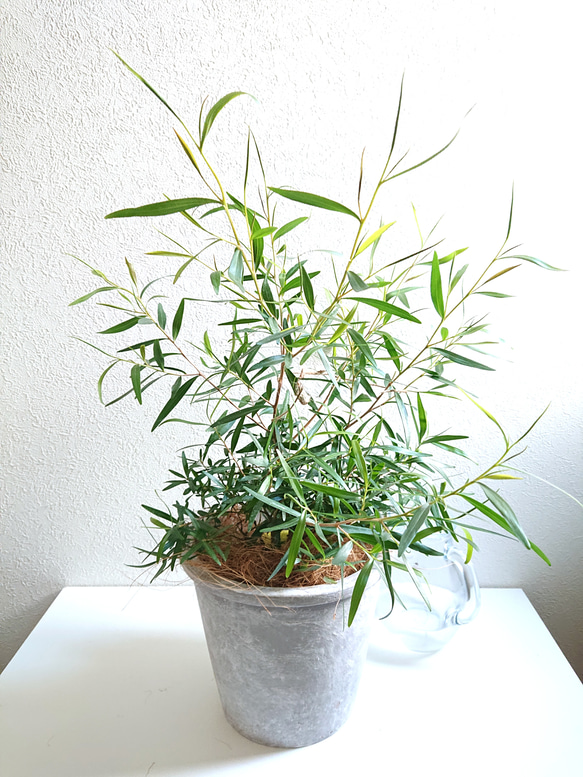●数量限定●　※樹形厳選　希少　レモンの香り　”レモンティーツリー　鉢/受皿セット”　観葉植物　ハーブ　虫除け 2枚目の画像