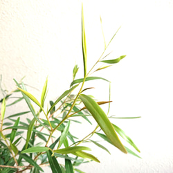 ●数量限定●　※樹形厳選　希少　レモンの香り　”レモンティーツリー　鉢/受皿セット”　観葉植物　ハーブ　虫除け 3枚目の画像