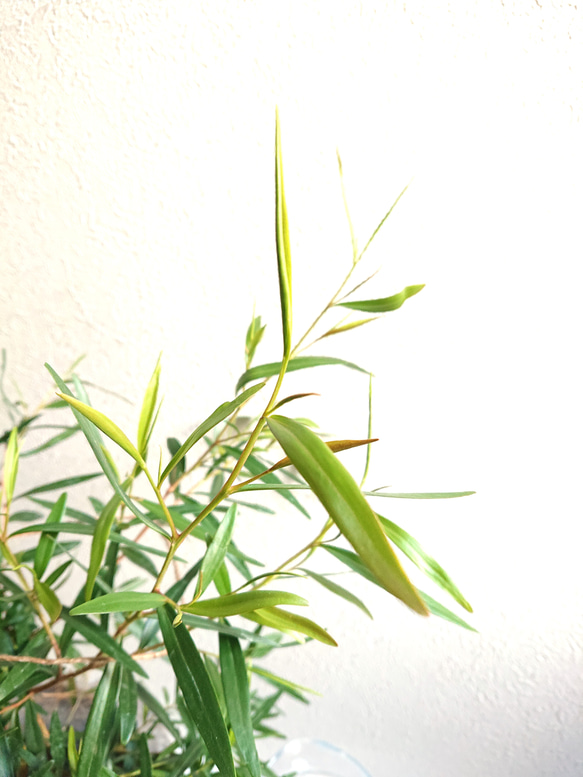 ●数量限定●　※樹形厳選　希少　レモンの香り　”レモンティーツリー　鉢/受皿セット”　観葉植物　ハーブ　虫除け 3枚目の画像