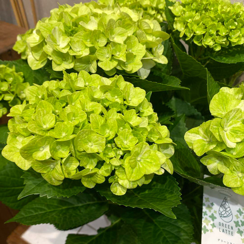 希少❗️アジサイ❤️グリーンラテ 5号鉢 多肉植物 希少❗️アジサイ❤️グリーンラテ 5号鉢 多肉植物