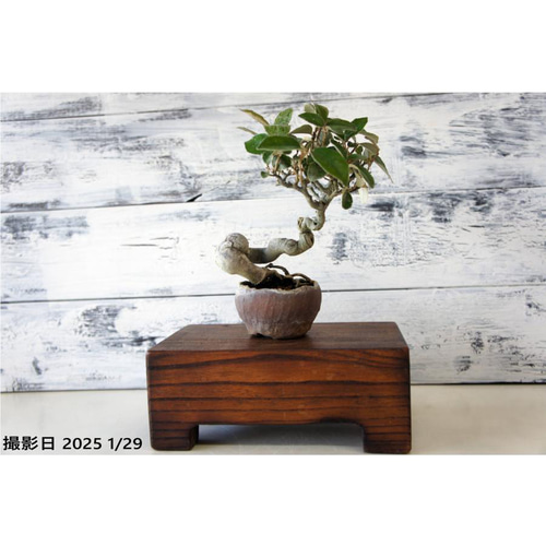 盆栽 『グミ』 和風 インテリア 園芸 ガーデニング 雑貨 オブジェ 039