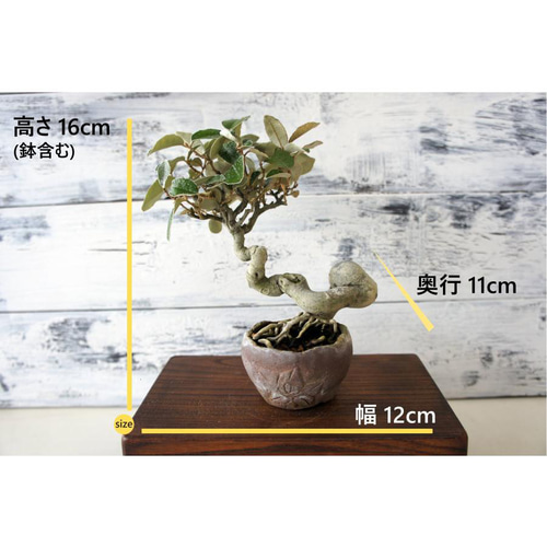 盆栽 『グミ』 和風 インテリア 園芸 ガーデニング 雑貨 オブジェ 039