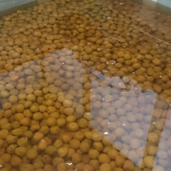 ご予約受付中！　紀州南高梅　梅干用完熟梅【粒小L】（少し傷あり）２ｋｇ　６月２５日頃発送予定 4枚目の画像