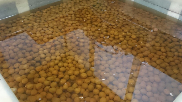 ご予約受付中！　紀州南高梅　梅干用完熟梅【粒小L】（少し傷あり）２ｋｇ　６月２５日頃発送予定 4枚目の画像