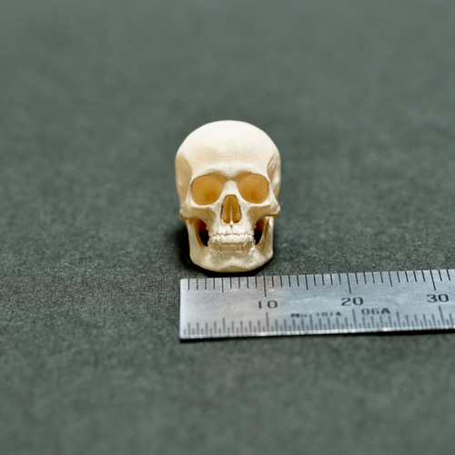 ドクロのミニチュア(小) 髑髏 頭蓋骨 スカル ガイコツ ホラー