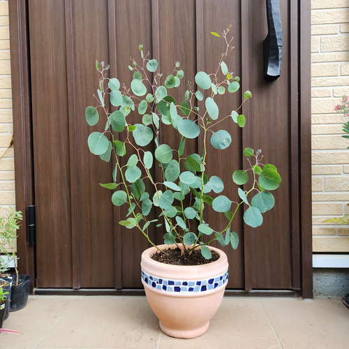 まん丸葉が可愛い♡ ユーカリポポラス 石膏鉢植え 苗 再販♡ まん丸葉