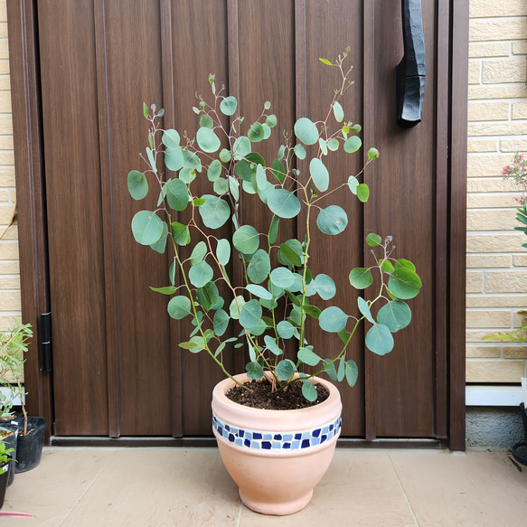 まん丸葉が可愛い♡ユーカリ ポポラス テラコッタ鉢植え 苗 シンボル