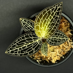 観葉植物】ジュエルオーキッド【シストーチス ステノグロッサ