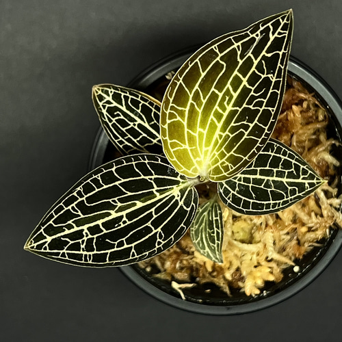 観葉植物】ジュエルオーキッド【アネクトニア Green type】 テラリウム