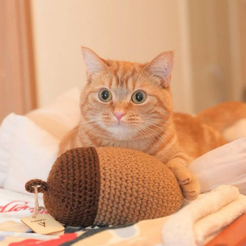 再販 マタタビ入り DONGURI KICKER 猫のけりけりクッション どんぐり