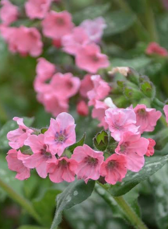 ベビーピンクの花♡ プルモナリア プリティインピンク アートフラワー