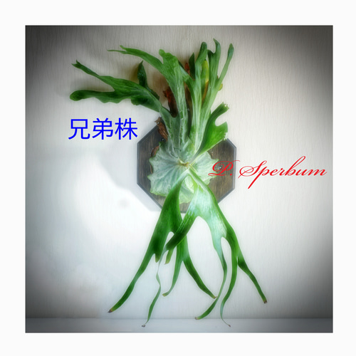 受注制作⭕スパーバム (グランデ)⭕️速達＊送料無料❣️板付け可能 