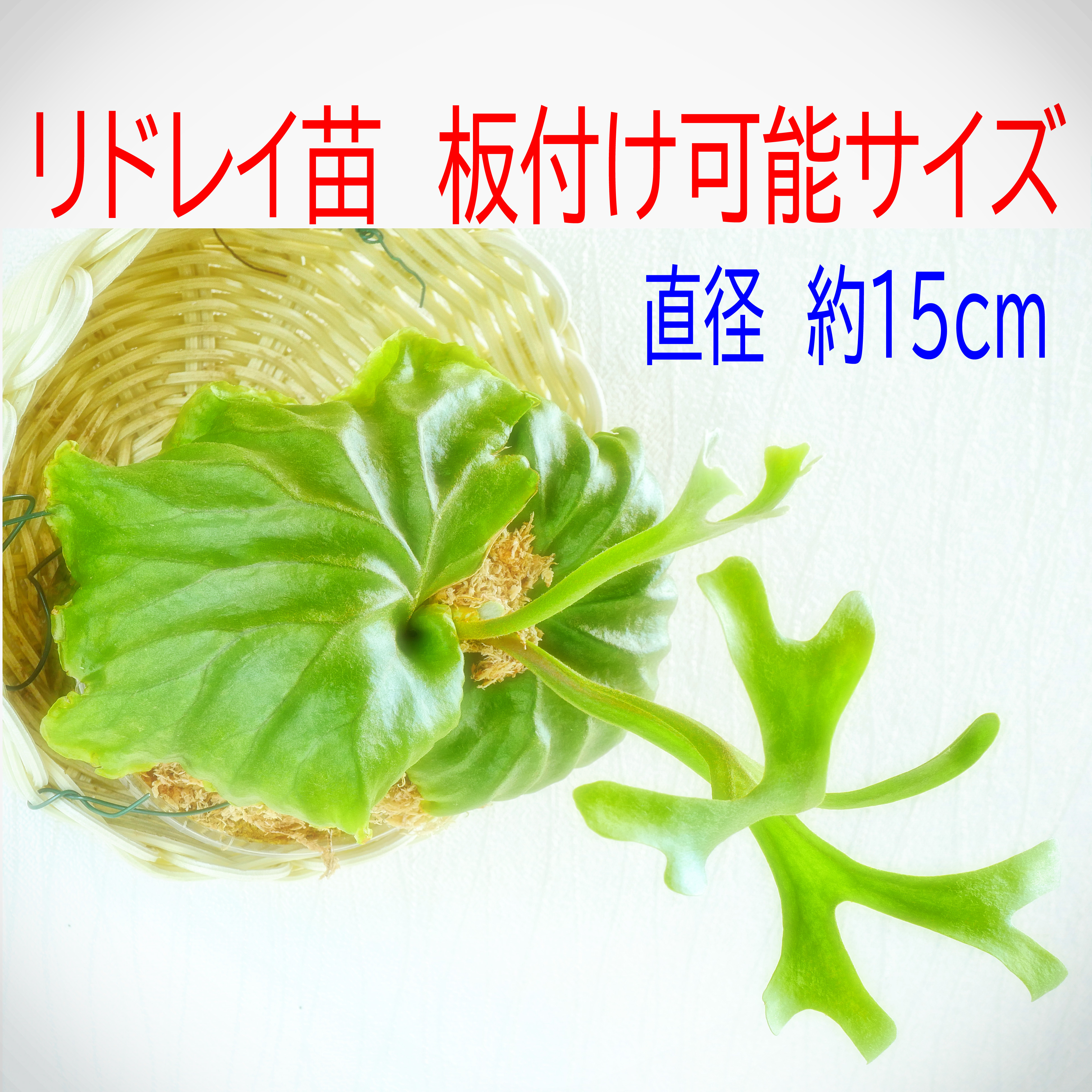 ⭕️リドレイ⭕️板付け⭕️大きめ❣️NZ産最高級水苔使用　コウモリラン ⭕️リドレイ⭕️板付け⭕️大きめ❣️NZ産最高級水苔使用　コウモリラン