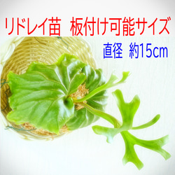 ⭕️スパーバム⭕️(グランデ)⭕️板付け　コウモリラン　NZ産最高級水苔使用 コウモリラン フラワー・ガーデニング 巨大になる子❣ビカクシダ