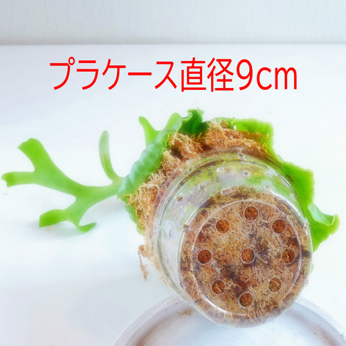 再入荷⭕️リドレイ⭕️速達＊送料無料❣️板付け可能な大きさ