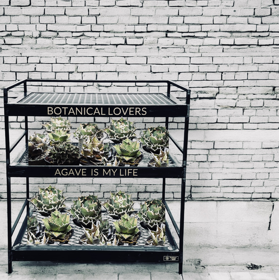 botanicalshelf アイアンシェルフ 植物棚 ビンテージラック