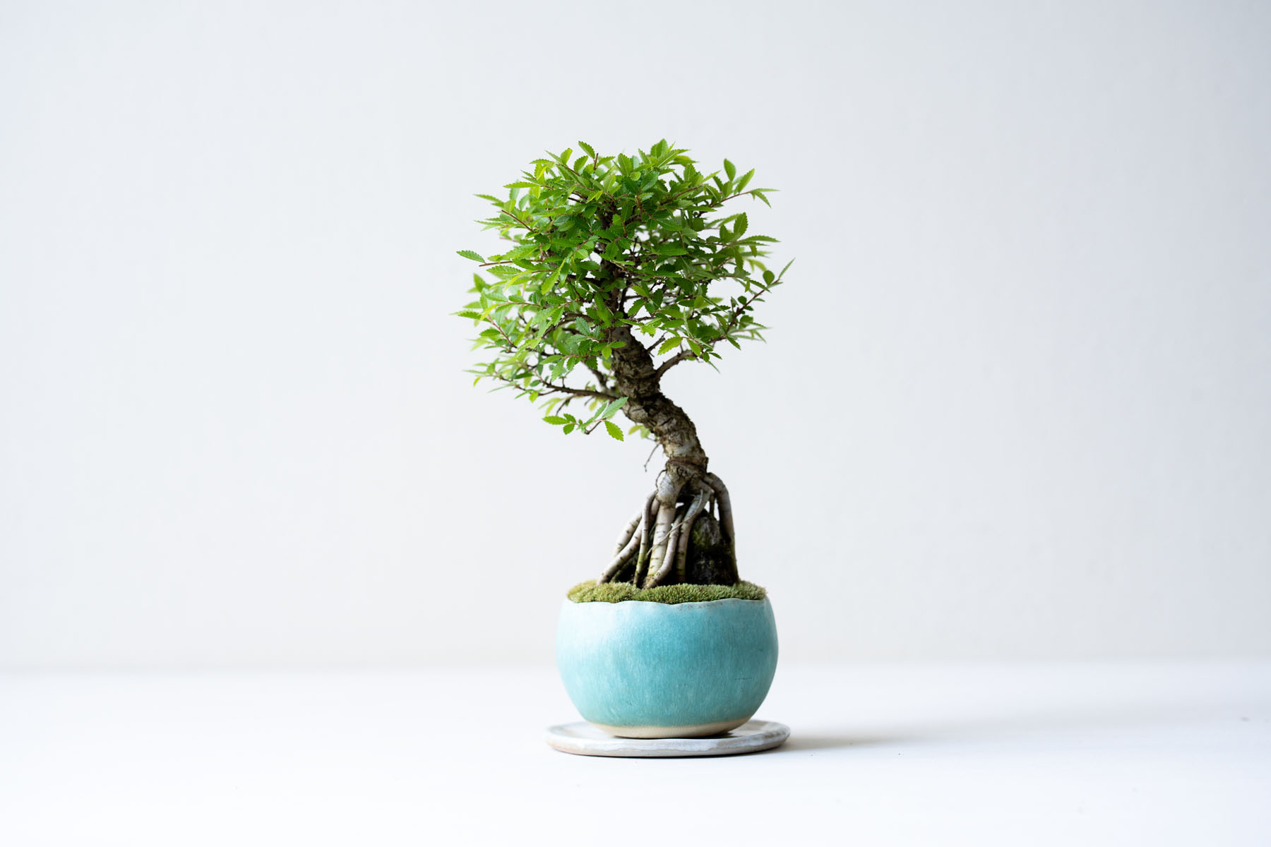 ニレケヤキ：石付｜青緑色のうつわ 盆栽 Sekibokka 通販