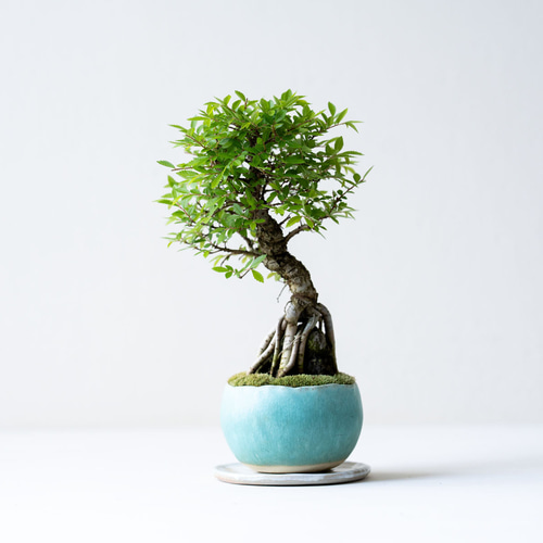 ニレケヤキ：石付｜青緑色のうつわ 盆栽 Sekibokka 通販