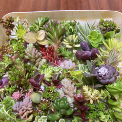 多肉植物寄せ植え そのまま飾れます 多肉植物 はなちかちゃん 通販
