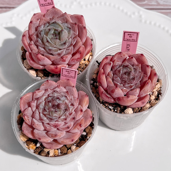 多肉植物 ピュアラブxアメイジンググレイス 韓国苗 多肉植物 pariʚ