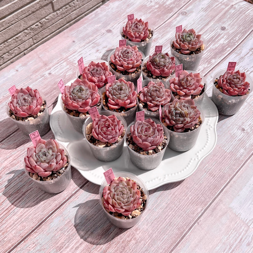 多肉植物 ピュアラブxアメイジンググレイス 韓国苗 多肉植物 pariʚ