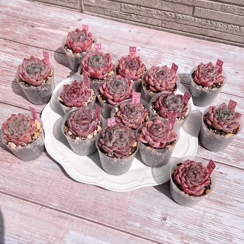 多肉植物②⭐️⭐️⭐️リエール韓国苗⭐️アメイジンググレイス　葉挿し1枚　発芽 多肉植物②リエール韓国苗⭐️アメイジンググレイス 葉挿し1枚 発芽