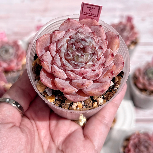 多肉植物 ピュアラブxアメイジンググレイス 韓国苗 多肉植物 pariʚ