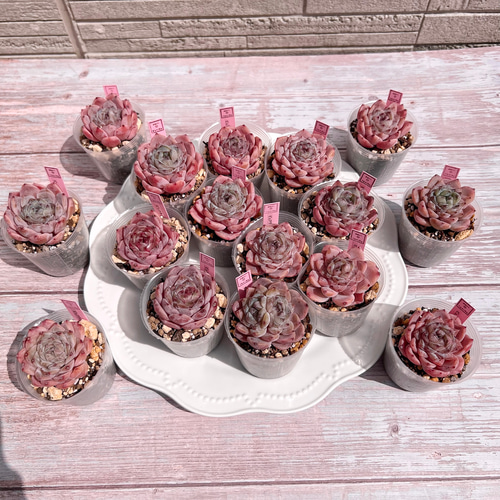 多肉植物 ピュアラブxアメイジンググレイス 韓国苗 多肉植物