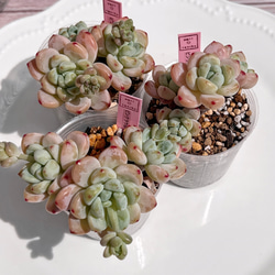多肉植物 ローズオブビトレイアル 韓国苗 多肉植物 pariʚ 多肉植物 ローズオブビトレイアル 韓国苗 多肉植物 pariʚ