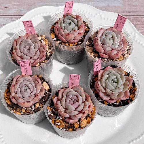 多肉植物 レッドバードフェアリー 韓国苗 多肉植物 pariʚ