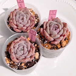 ピンク（桃） 多肉植物 のおすすめ人気通販｜Creema(クリーマ) 国内